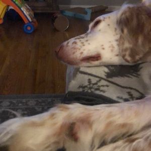 Meet your Posher, Shannon